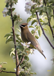 Cedar Waxwing